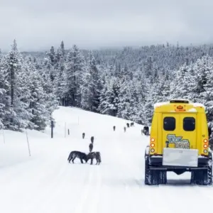 2026 Yellowstone Total Immersion Tour