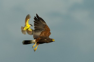South Texas Private Ranch Safari
