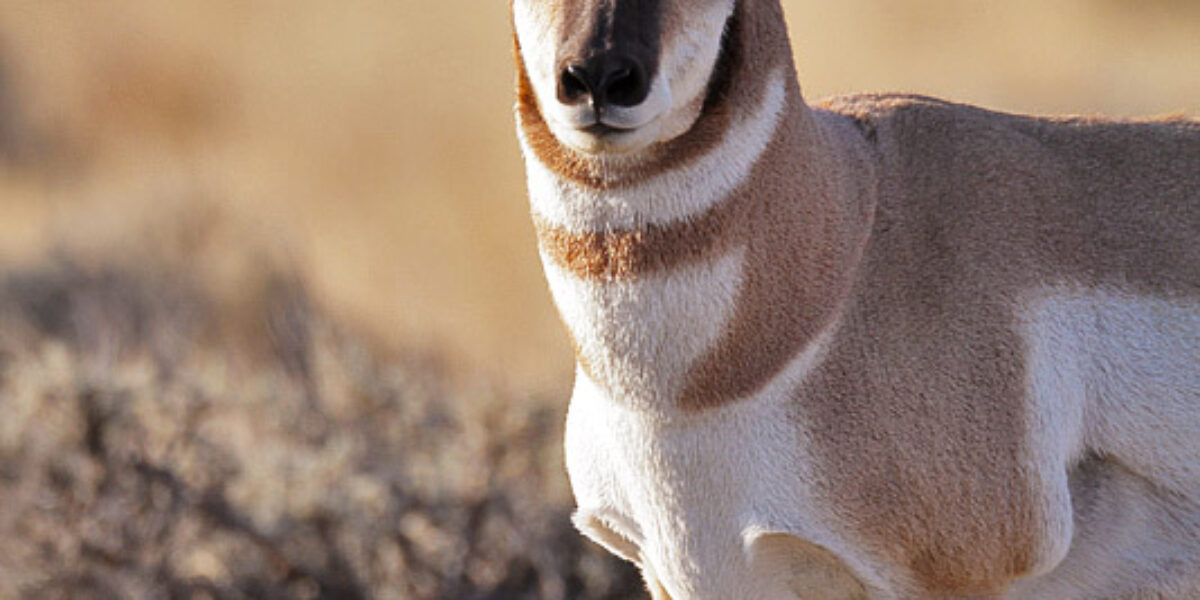 The Pronghorn Rut
