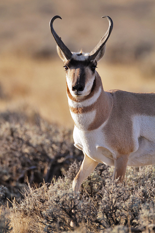 The Pronghorn Rut