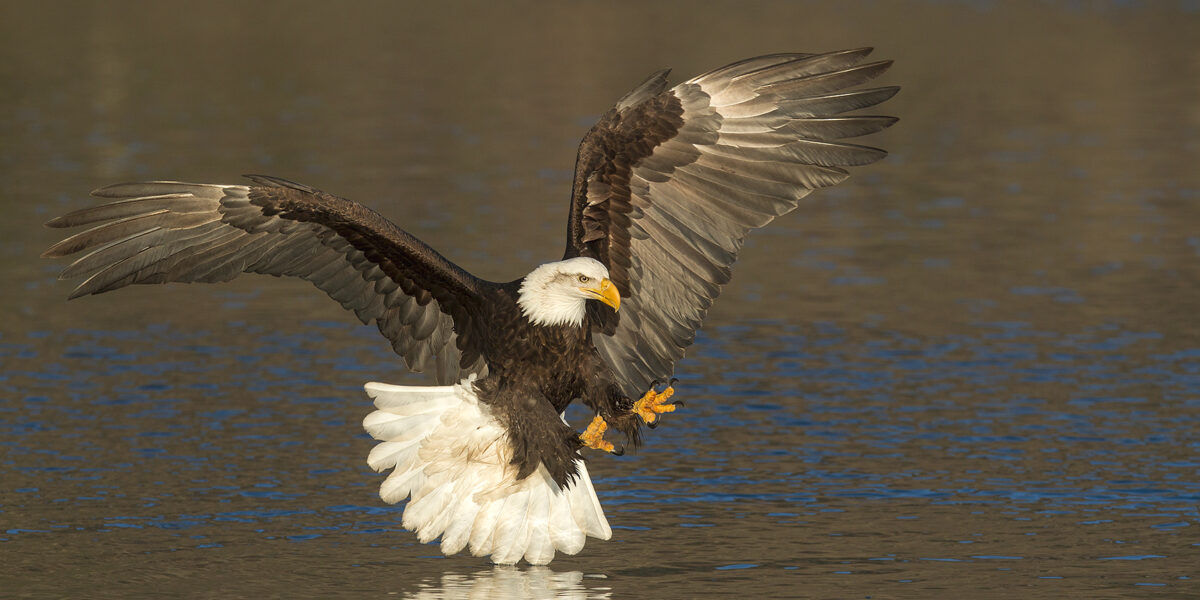 2025 “Bald Eagles of Alaska” Photography Tour