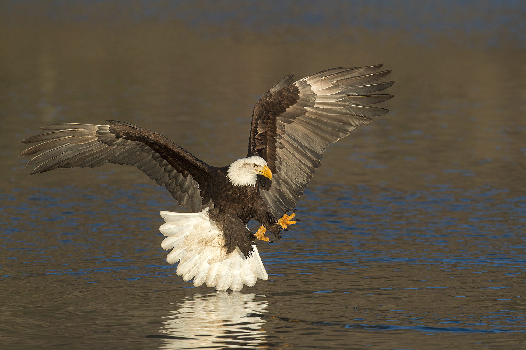 2025 “Bald Eagles of Alaska” Photography Tour