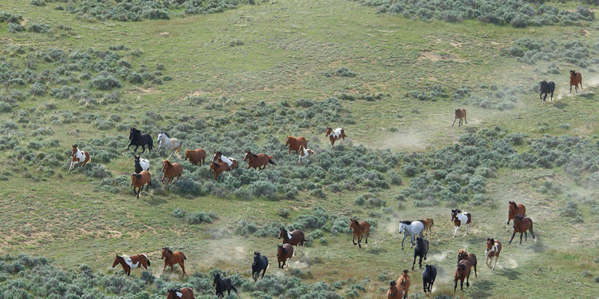 Wild Mustangs From Above