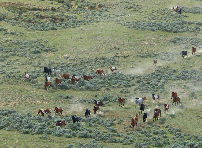 Wild Mustangs From Above