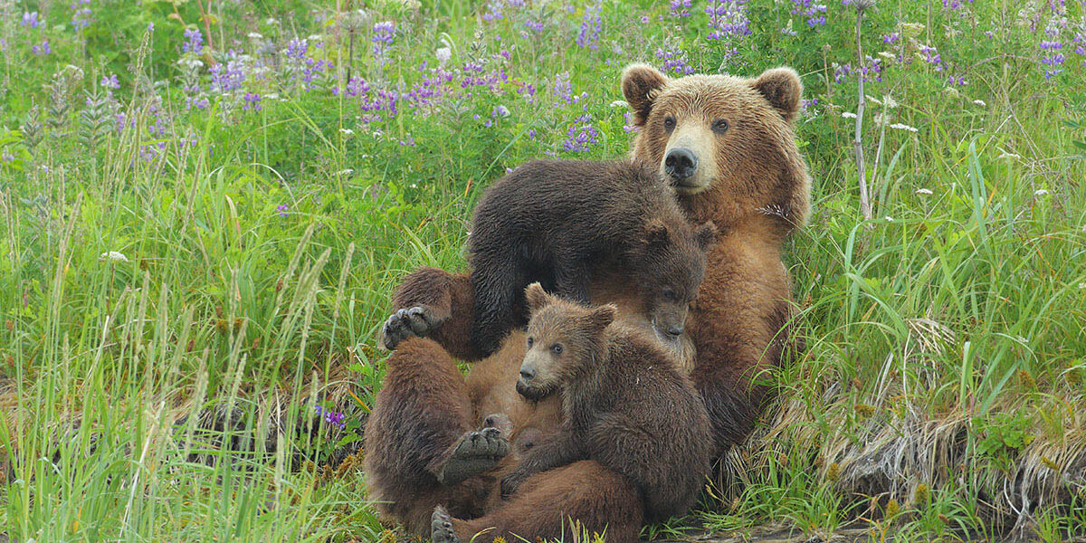Bears of Alaska Tour