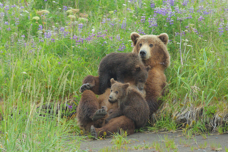 Bears of Alaska Tour