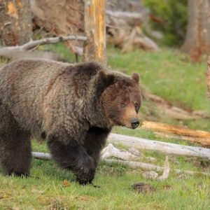 2026 “Yellowstone Bear Camp” May 16-24