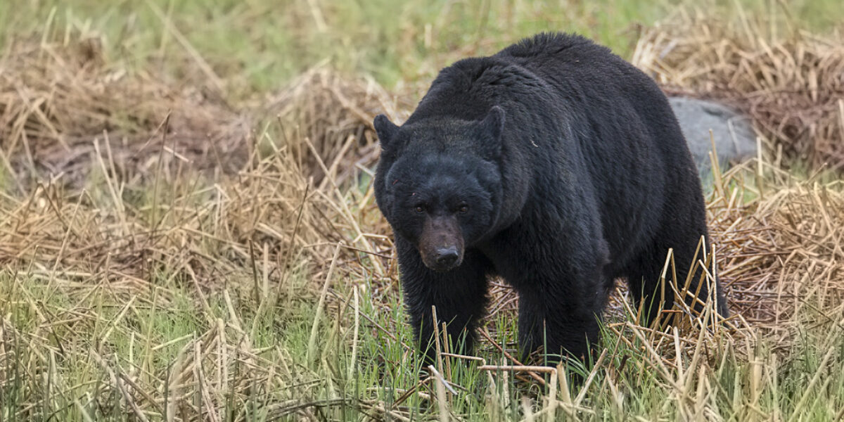 2016 Spring Yellowstone Tour (trip report)