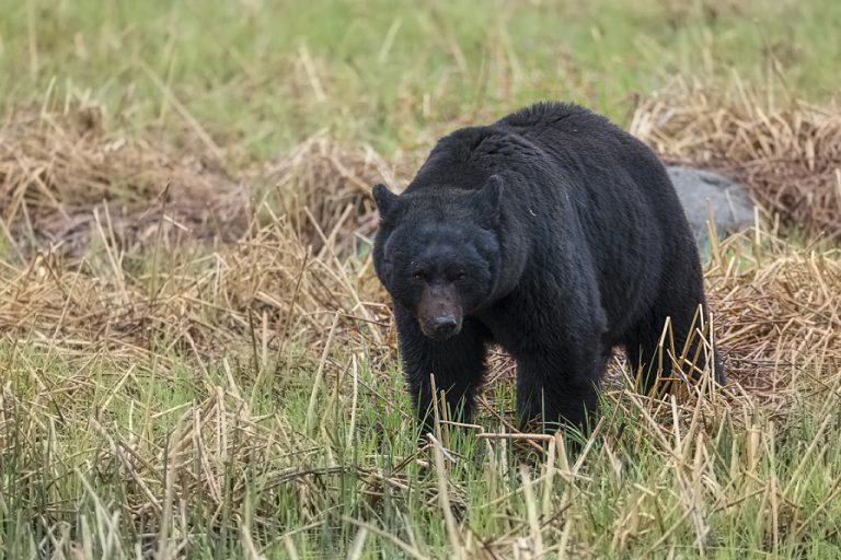 2016 Spring Yellowstone Tour (trip report)
