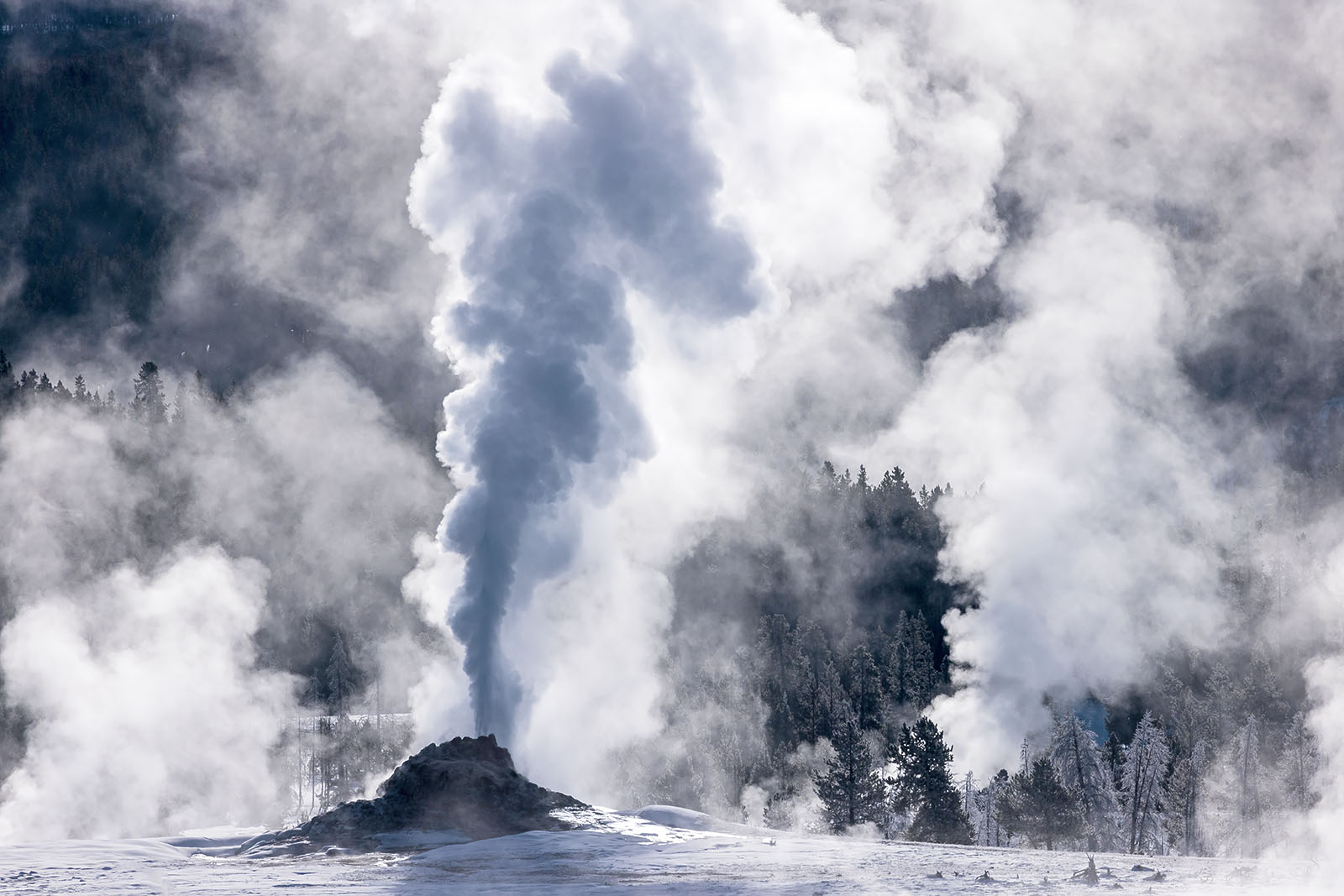 Bison in Yellowstone snow, wildlife photography tour
