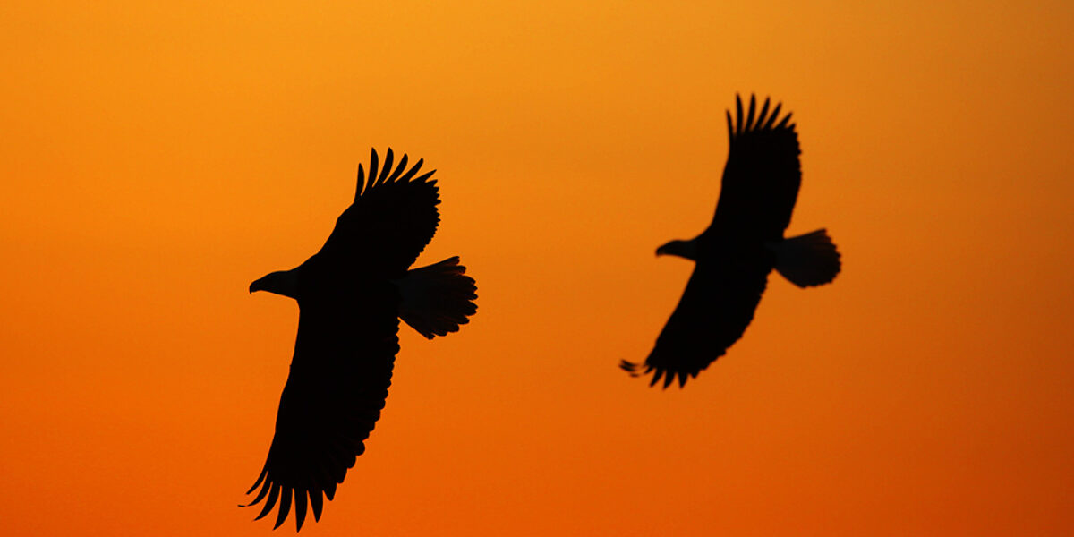 Wildlife Photography “Beyond the Perfect Portrait”