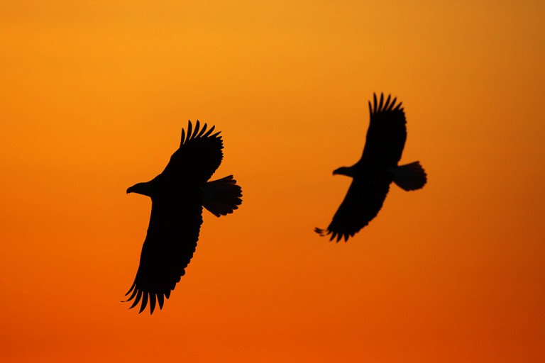 Wildlife Photography “Beyond the Perfect Portrait”