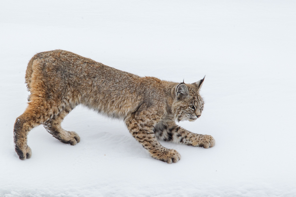 Bobcat during winter hunting waterfowl in Yellowstone National Park