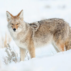 Northern Range Explorer Tour