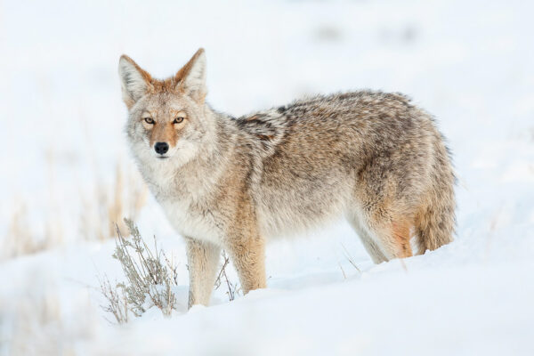 Northern Range Explorer Tour
