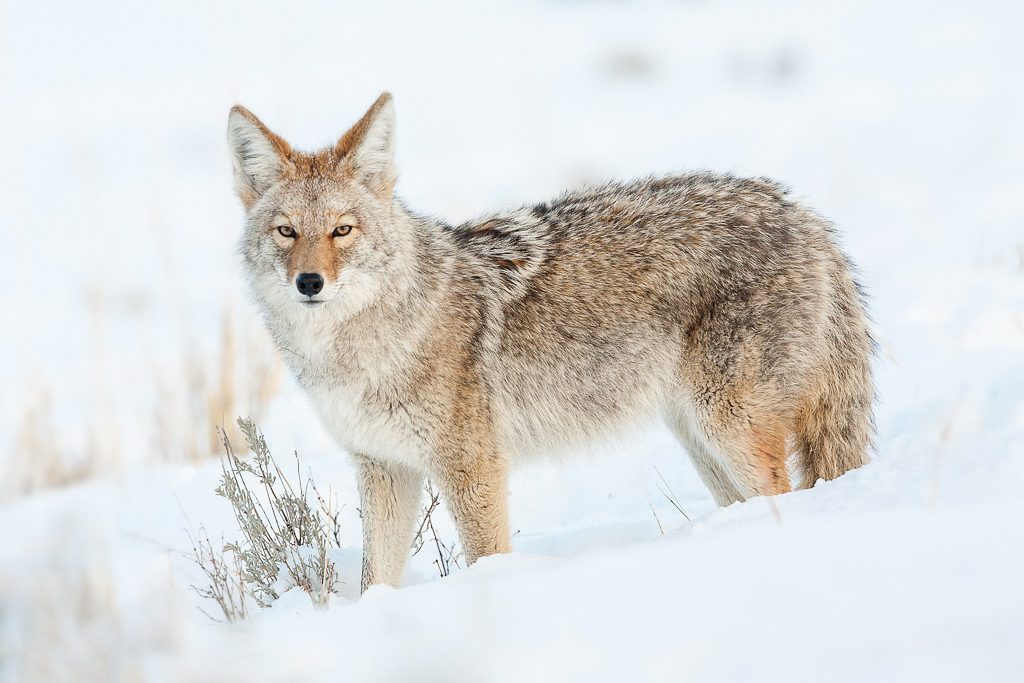 Coyote (Canis latrans)