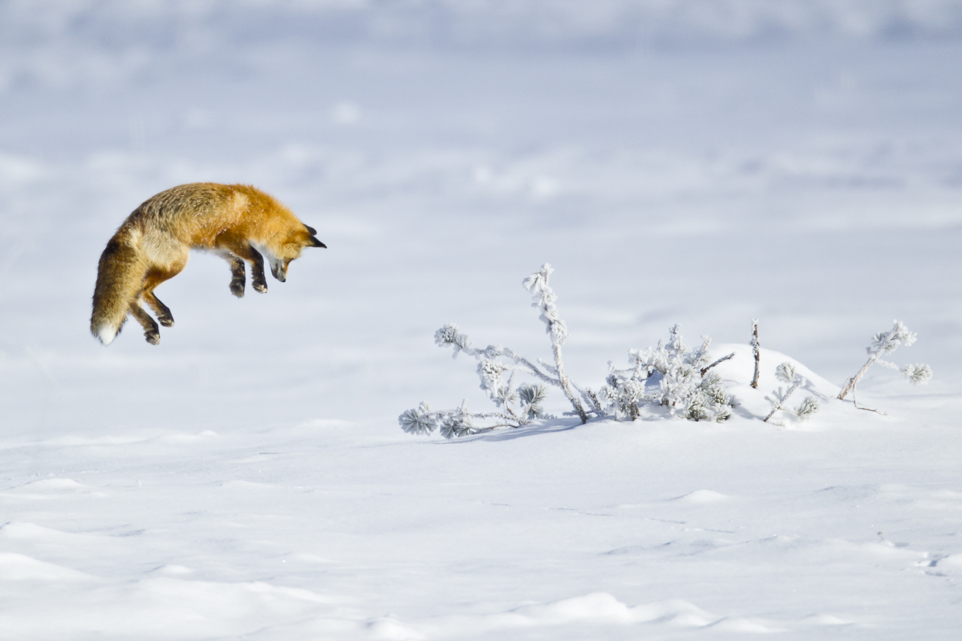 Red fox image from "Winter Yellowstone" tour