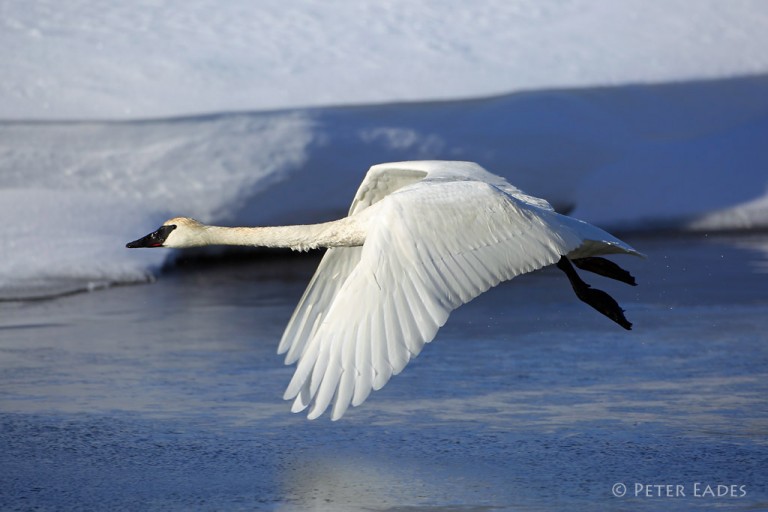 Winter in Yellowstone 2016 Trip Report