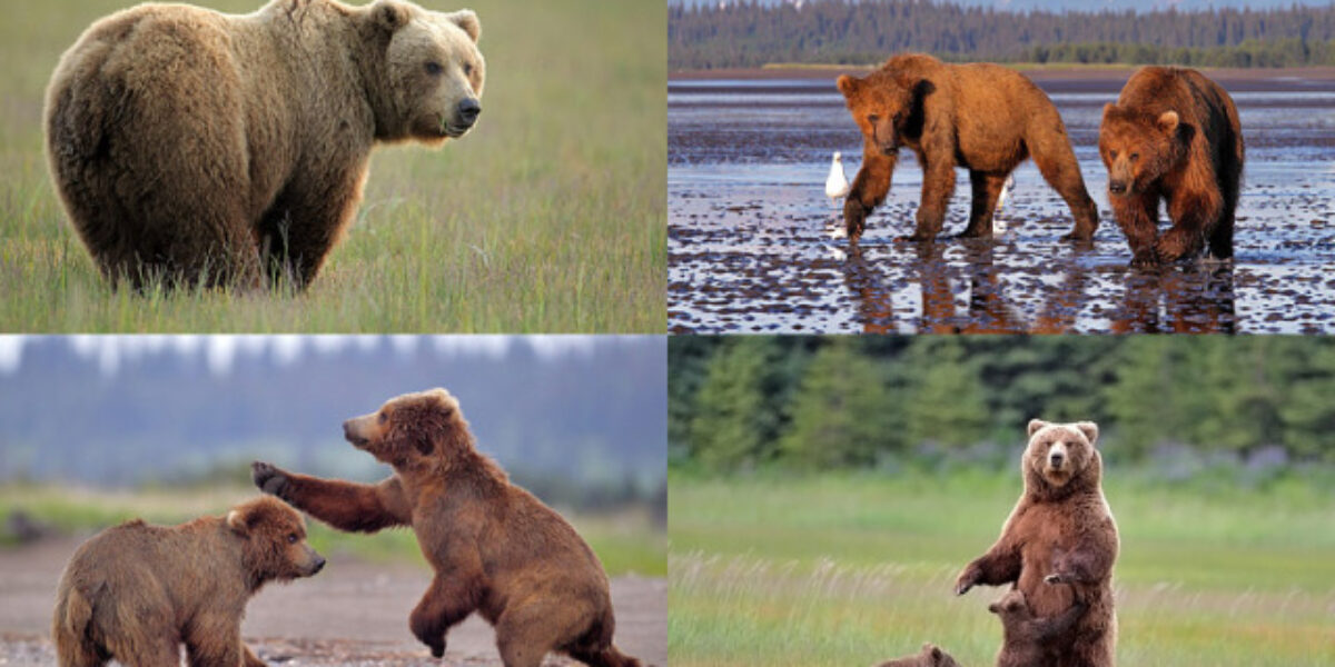 2017 “Coastal Brown Bears of Alaska”  Photo Tour