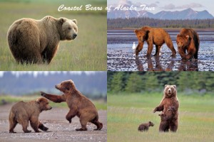2017 “Coastal Brown Bears of Alaska”  Photo Tour