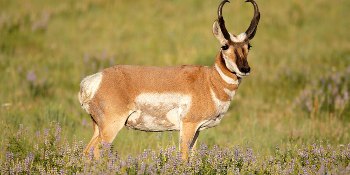 Pronghorn & Lupine