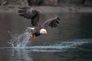 Eagle Awards
