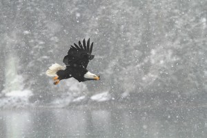 More from Alaska