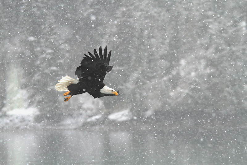 More from Alaska