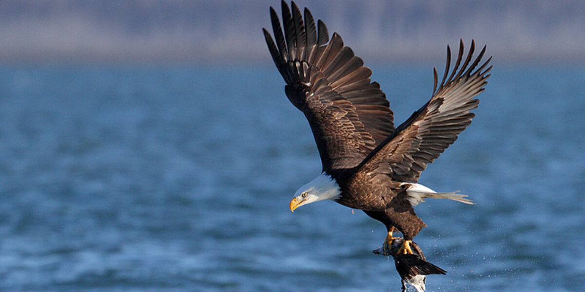 Bald Eagles of Alaska Tour