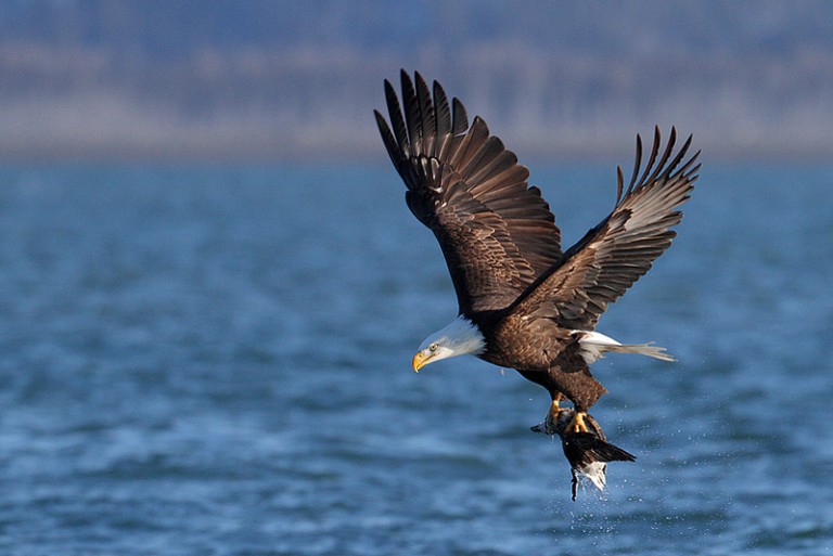 Bald Eagles of Alaska Tour