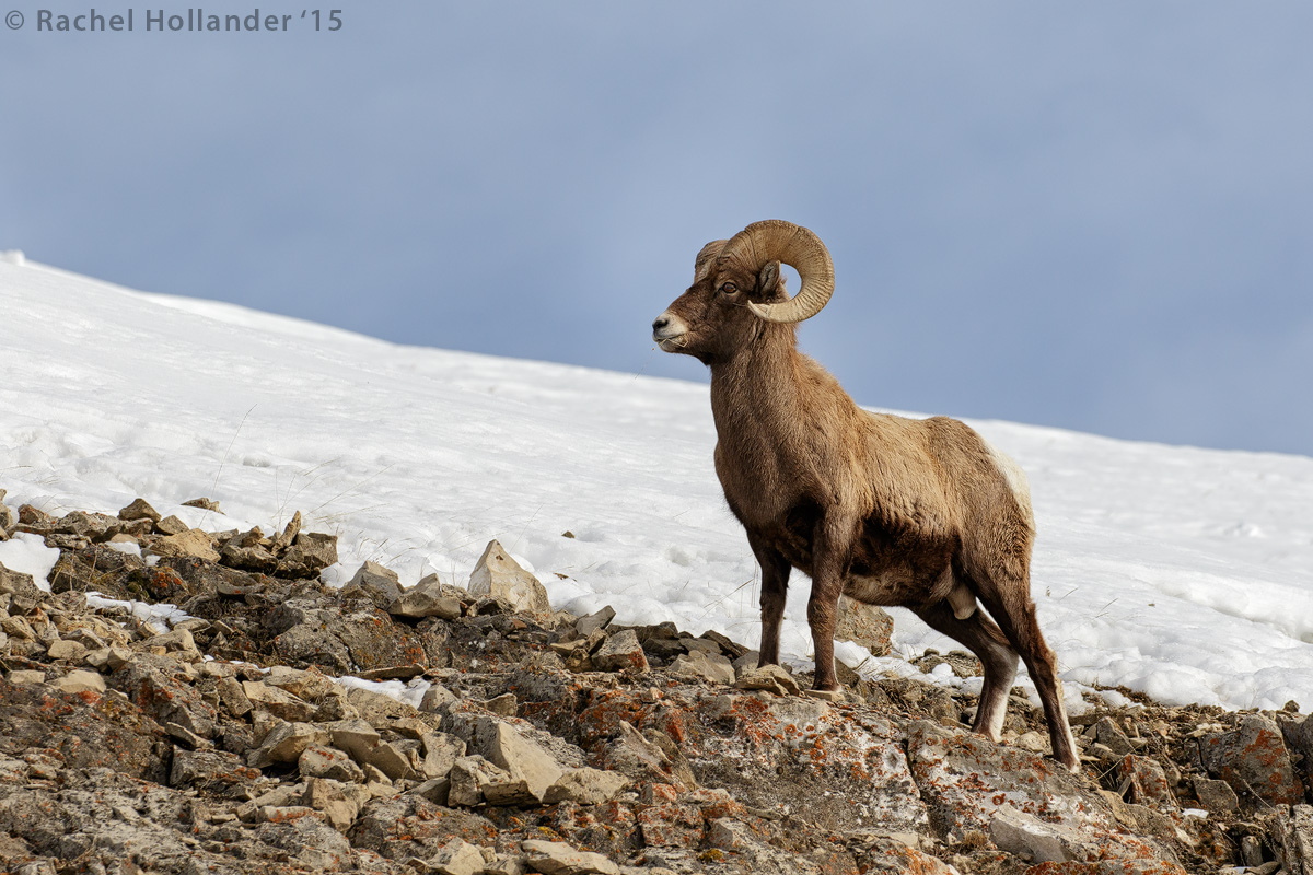 Big-Horn-7548crop