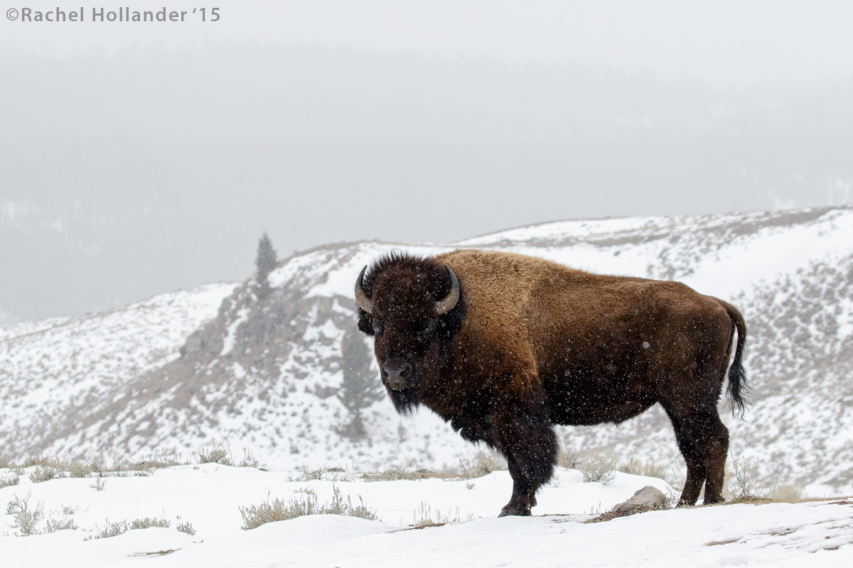 Bison-3391crop