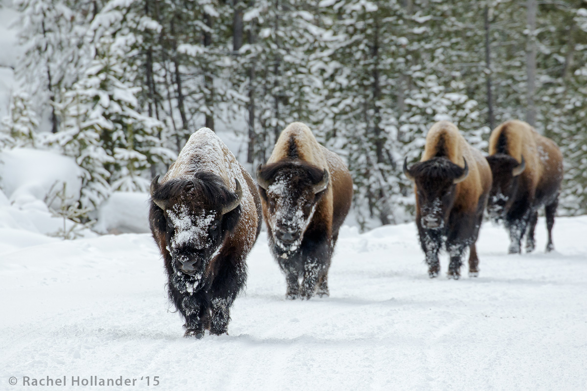 Bison-4732