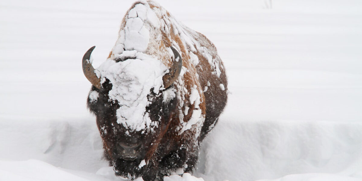 Yellowstone Winter Update