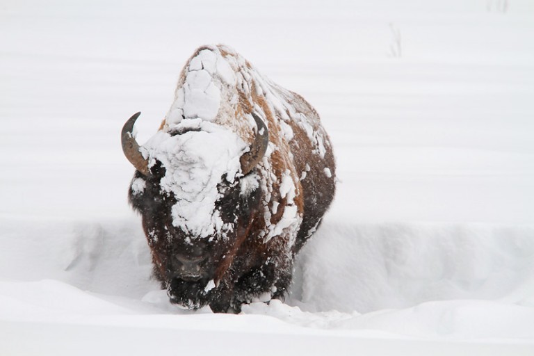 Yellowstone Winter Update