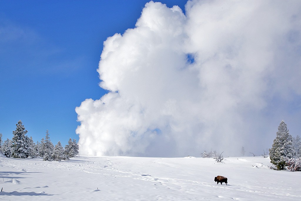 bisonsteam1