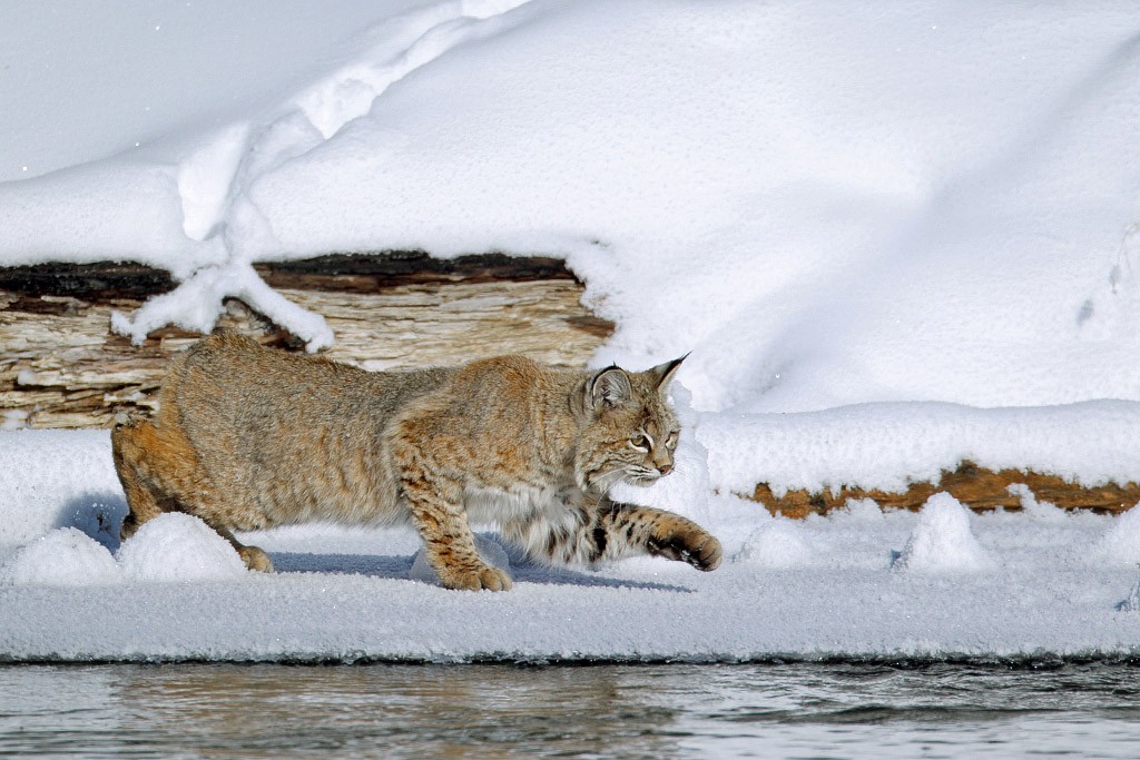 bobcat