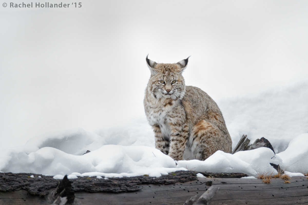 Bobcat-5252crop