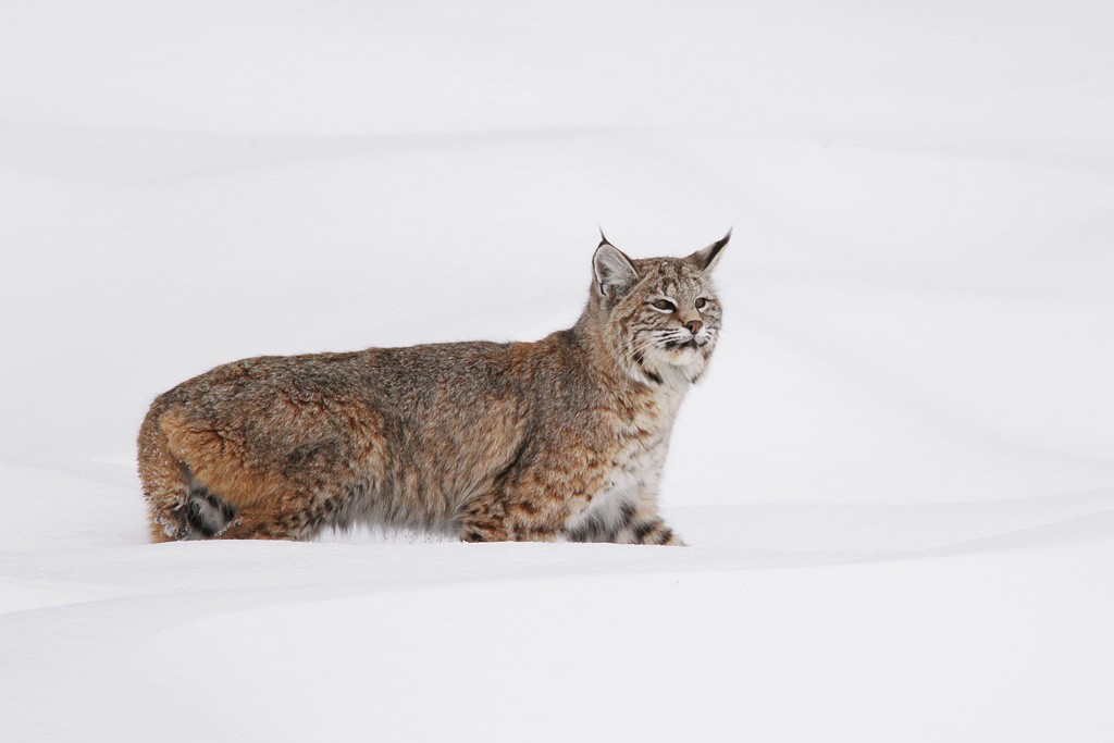 bobcat2