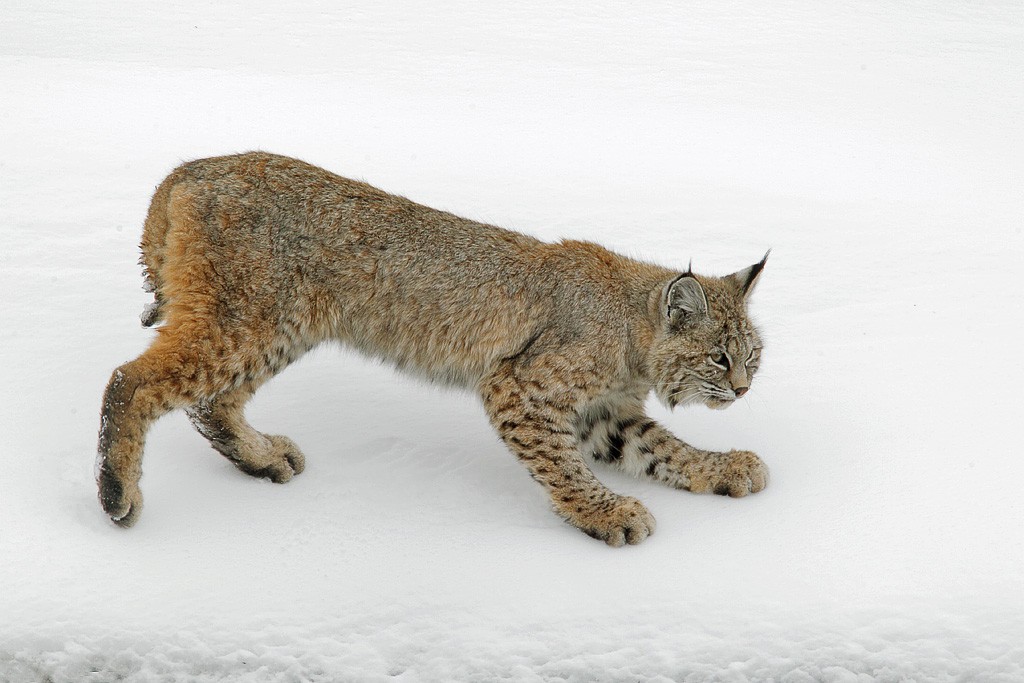 bobcat3