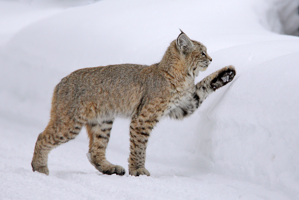 Bobcat on Bridge