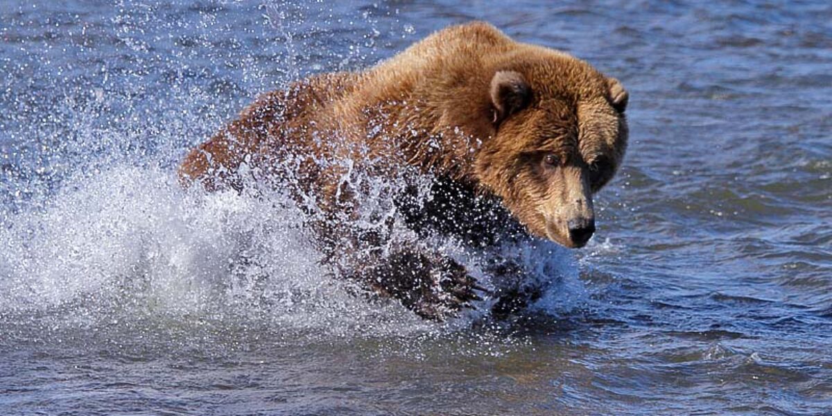 2015 “Fishing Bears of Katmai”  Photography Tour