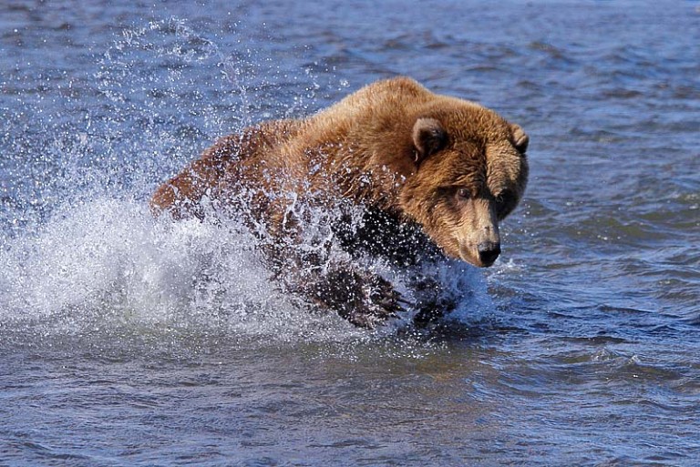 2015 “Fishing Bears of Katmai”  Photography Tour