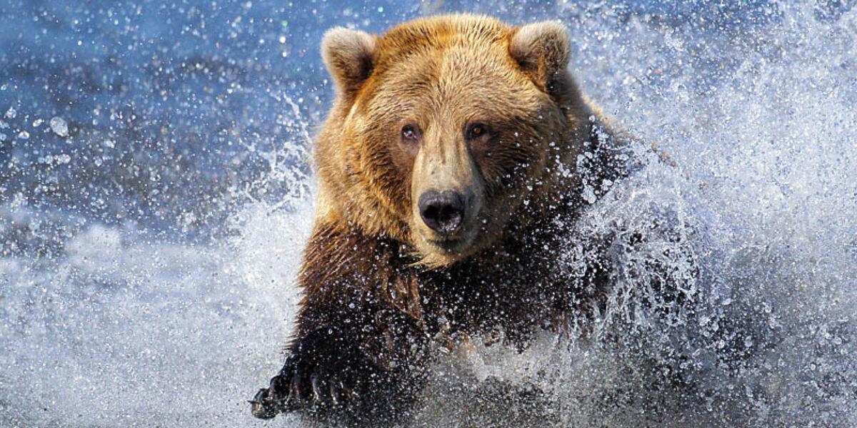 “Coastal Bears of Alaska” trip report