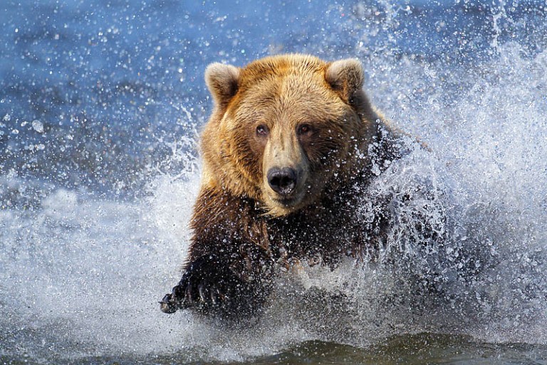 “Coastal Bears of Alaska” trip report