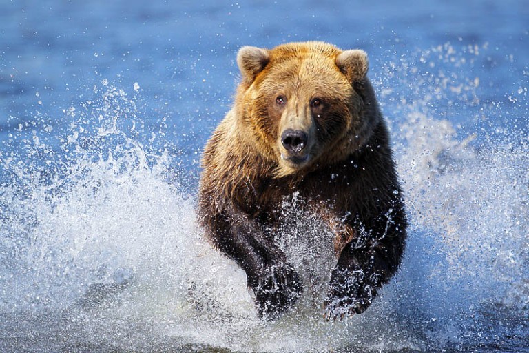 North to Alaska