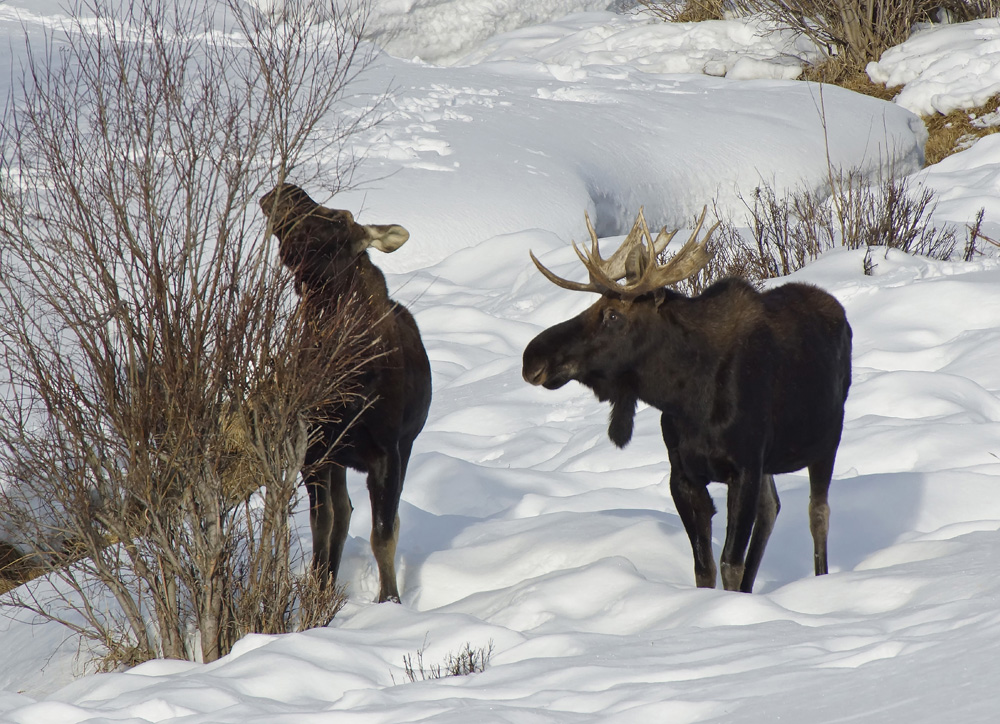Cindi Probst Moose