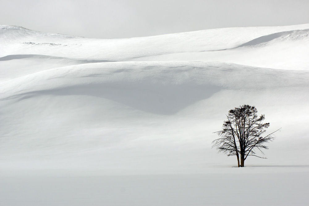 Cindi Probst Snow dunes and tree