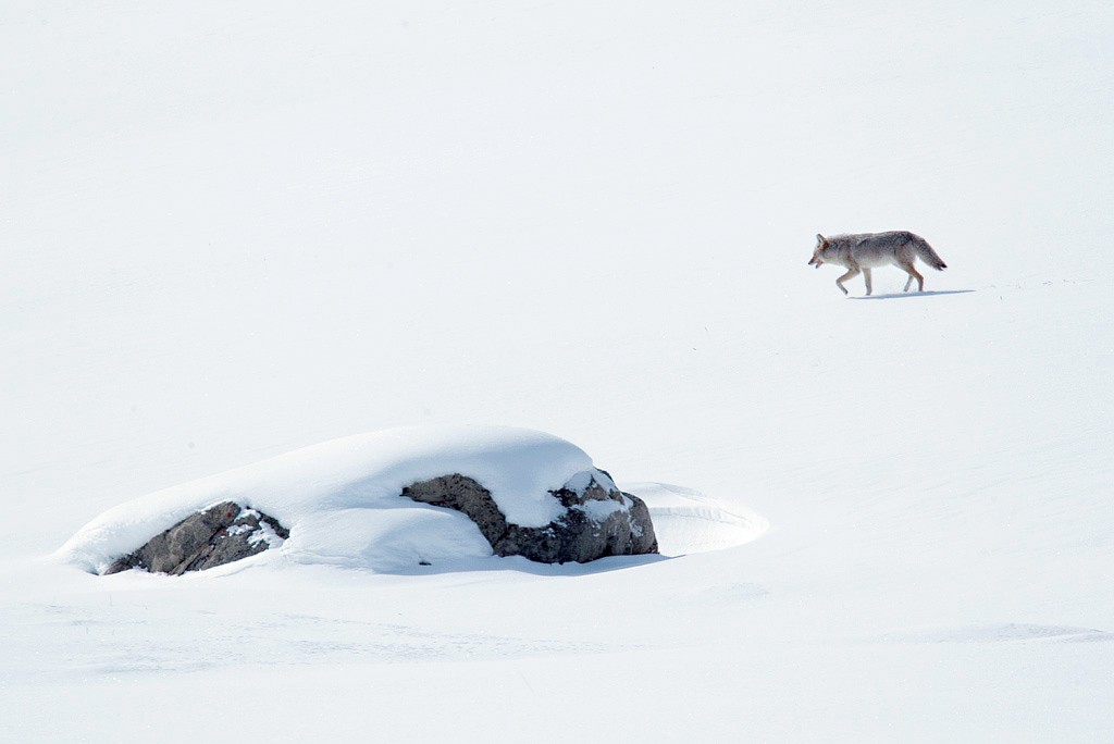 coyotescape1