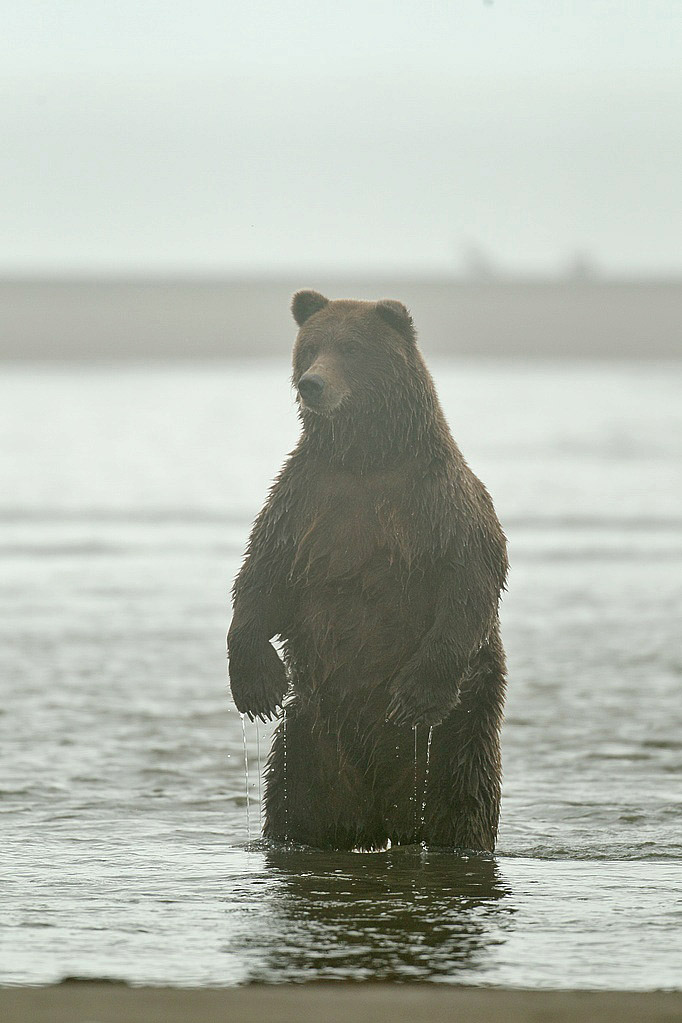 Alaskan brown bear in the fog